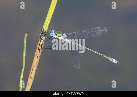 Gemeine Binsenjungfer, Binsenjungfer, Männchen, Lestes sponsa, Smaragddamselfly, Spreadwing, Spreadwing, männlich, le Leste Verlobter Stockfoto