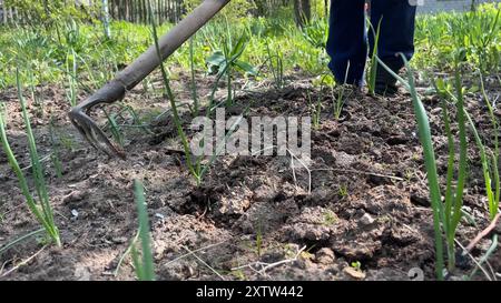 Großmutter im Dorf jätet Zwiebeln im Gemüsegarten. Stockfoto