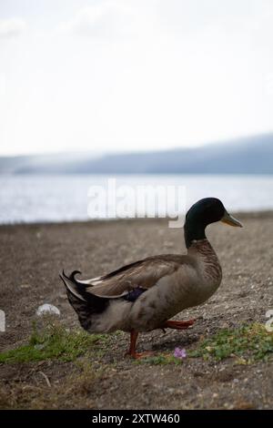 Enten und Stockfoto