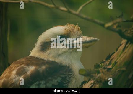 Kookaburra-Vogel aus nächster Nähe und persönlich in der Wildnis. Stockfoto