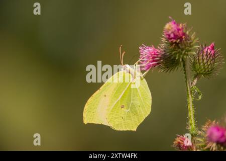 Ein Schwefel-Schmetterling-Gonepteryx rhamni auf einer Knabenkraut-Blume Stockfoto