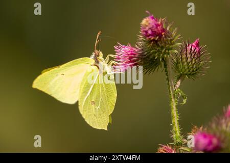 Ein Schwefel-Schmetterling-Gonepteryx rhamni auf einer Knabenkraut-Blume Stockfoto