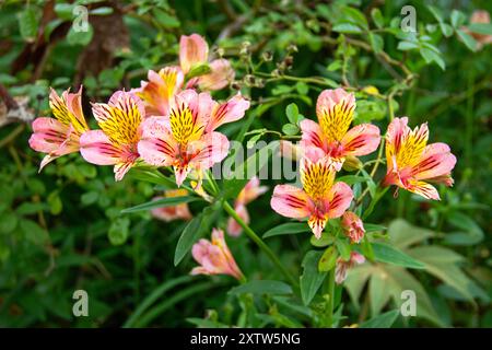 Nahaufnahme von gelben Alstroemeria- oder Inka-Lilienblüten Stockfoto