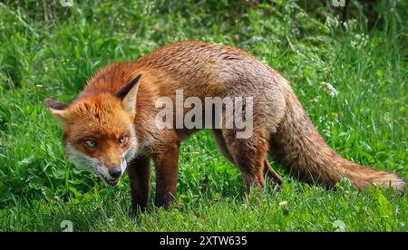 Rotfuchs, wissenschaftlicher Name: Vulpes Vulpes, Nahaufnahme eines wachsamen Rotfuchses, der in Verteidigungsposition nach vorne gerichtet ist, mit üppigem grünem Gras und gelben Löwenzahn. S Stockfoto