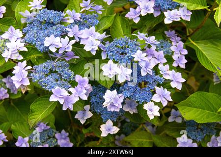 Nahaufnahme der japanischen Hortensie (Hydrangea serrata) Stockfoto