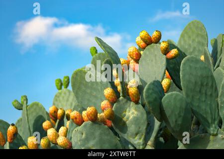 Feigenkaktus mit Früchten - 4337 Stockfoto