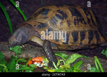 Langschildkröte, Gelbkopfschildkröte (Indotestudo elongata) Stockfoto