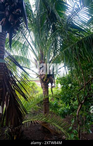 Tropische Palmenoase Inmitten Des Grünen Regenwaldes Stockfoto