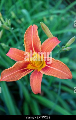 Orange Taglilie mit zarten Blütenblättern und langen Staubblättern, Hemerocallis Fulva, Taglilie im Garten vertikal, Blumenkopf Makro, Schönheit in der Natur, blumig Stockfoto