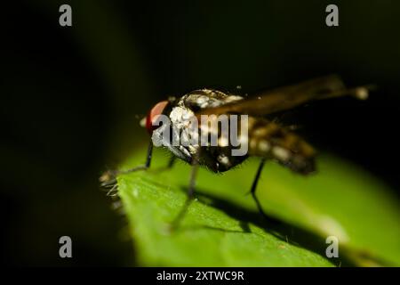 Exotische Fliege auf einem leuchtend grünen Blatt vor schwarzem Hintergrund Stockfoto