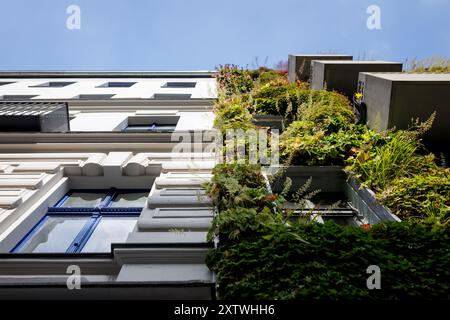 Berlin, Deutschland. August 2024. Die Fassade eines Wohnhauses in Berlin Kreuzberg ist begrünt, 15. August 2024. Die Begrünung von Hausfassaden trägt zur Verbesserung des Klimas und der Luft bei, schützt den Wohnraum vor Hitze und Kälte und ist auch Lebensraum für Tiere. Quelle: dpa/Alamy Live News Stockfoto