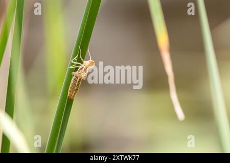 Nahaufnahme einer Libellennymphe, die an einem Sommertag auf einem Grashalm schmilzt. Stockfoto