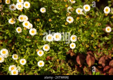 Eine lebhafte Ansammlung kleiner Gänseblümchen, die inmitten von sattem grünem Laub blühen. Stockfoto