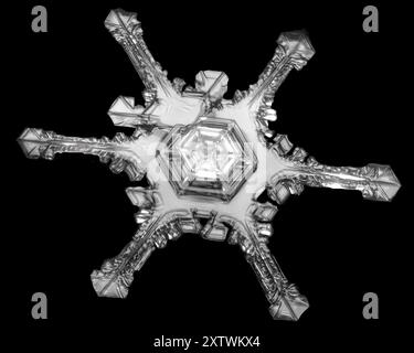 Nahaufnahme einer einzelnen Schneeflocke mit komplizierten Mustern und Symmetrien in Monochrom. Stockfoto