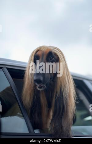 Ein afghanischer Hund mit einem langen, seidigen Fell blickt aus dem Fenster eines Autos und zeigt sein unverwechselbares fließendes Haar. Stockfoto