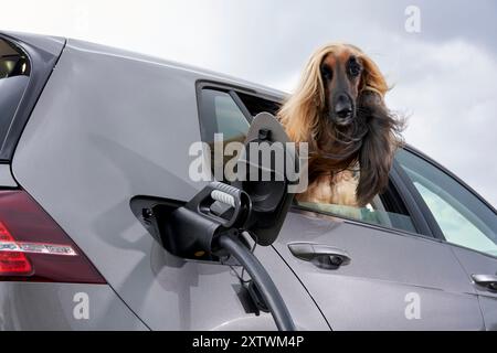 Ein langhaariger Hund steckt seinen Kopf aus dem Beifahrerfenster eines silbernen Autos mit offenem Tankdeckel und eingeführter Gaspumpendüse. Stockfoto