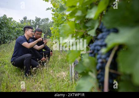 (240816) -- YINCHUAN, 16. August 2024 (Xinhua) -- Ein Techniker (L) und ein Mitarbeiter des Weinguts messen den Wassergehalt von Trauben mit Hilfe von Wärmebildtechnik auf einem Weingut in Yinchuan, nordwestchinesischer autonomer Region Ningxia Hui, 15. August 2024. Die intelligenten Bewässerungssysteme, die in den Weinbergen eingesetzt werden, können rund 30 Prozent des Bewässerungswassers aus dem Yellow River einsparen. Ningxias Weinbaugebiete liegen nahe dem 38. Breitengrad nördlich, ähnlich wie berühmte Weinregionen wie Bordeaux, und genießen ein ideales Terroir mit trockenem Klima und reichlich Sonnenschein, was die Region zu einer goldenen Zone für Wein macht Stockfoto