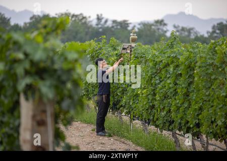 (240816) -- YINCHUAN, 16. August 2024 (Xinhua) -- Ein Techniker unterhält eine intelligente meteorologische Station und Solarstromanlagen auf einem Weingut in Yinchuan, nordwestchinesischer autonomer Region Ningxia Hui, 15. August 2024. Die intelligenten Bewässerungssysteme, die in den Weinbergen eingesetzt werden, können rund 30 Prozent des Bewässerungswassers aus dem Yellow River einsparen. Ningxias Weinanbaugebiete liegen nahe dem 38. Breitengrad nördlich, ähnlich wie berühmte Weinregionen wie Bordeaux, und genießen ein ideales Terroir mit trockenem Klima und reichlich Sonnenschein, was die Region zu einer goldenen Zone für den Weinanbau macht. (Xinhua/Yang Zhi Stockfoto