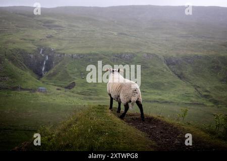 Die magischen grünen Hügel mit Schafen von Fairy Glen an einem nebelbewölkten Tag mit der Felsformation „Castle Ewan“ auf der Isle of Skye Halbinsel in Schottland Stockfoto