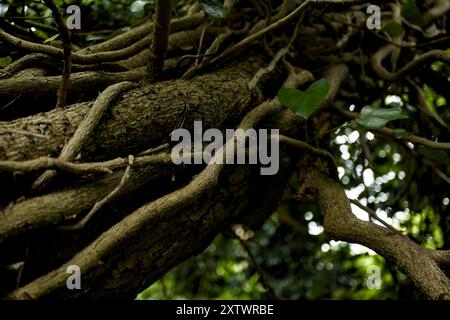 Weinstöcke, die einen Baum hinaufkriechen in einem dunklen und düsteren Wald Stockfoto