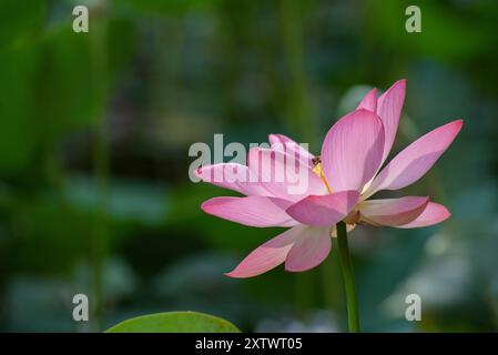 Heiliger oder indischer Lotus in Blüte. Stockfoto