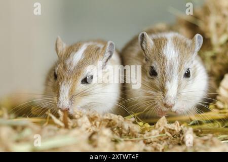 Mongolische Gerbils (Meriones) im Terrarium Stockfoto