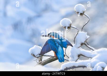 Gewöhnliche eisvogel landen auf verschneiten Ästen in der Winterlandschaft Stockfoto