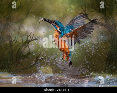 eisvogel, der aus dem Spritzwasser mit Fischen und Flügeln auftaucht, die in einem ätherischen Hintergrund zurückgespannt sind Stockfoto