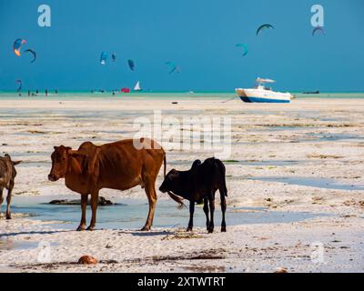 Braune Kühe am tropischen Strand in der Nähe von Paje an der Küste Sansibars bei Ebbe. Indischer Ozean im Hintergrund. Tansania. Afrika Stockfoto