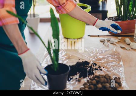 Zugeschnittenes Foto der Reifen Frau Hände Zimmerpflanzen Transplantation Auftrag vorbereiten Lieferung Kleinunternehmer tragen Schürze arbeitende Pflanze Shop Stockfoto