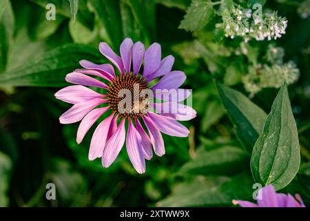 Eine leuchtende rosa Echinacea-Blume mit einer kleinen Biene, die in einem üppigen Garten Pollen sammelt. Stockfoto