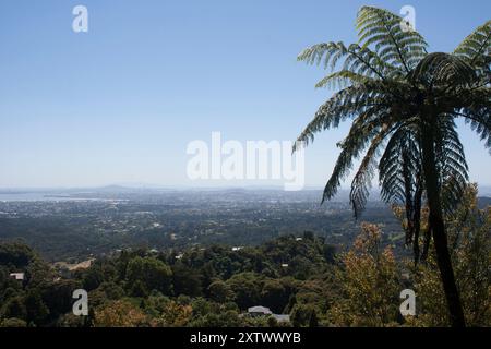 Panoramablick auf eine Stadtlandschaft mit klarem Himmel hinter einem Farnbaum unter hellem Sonnenlicht, Auckland, Neuseeland Stockfoto