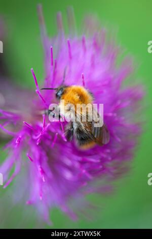 Nahaufnahme einer Hummel, die Nektar aus leuchtenden rosa Distelblüten sammelt. Stockfoto