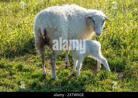 Schafe und ihr Lamm stehen auf einem sonnendurchfluteten Feld mit frischem grünem Gras. Stockfoto