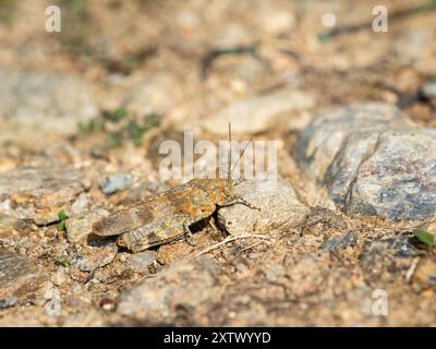 Ein blauer Grasshopper (Oedipoda caerulescens) sitzt auf dem Boden, sonniger Tag im Sommer, Südtirol (Italien) Stockfoto