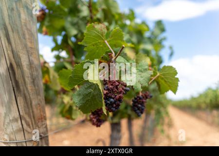 Alles ist bereit für die Ernte im Weinbaugebiet Peneds, die jedes Jahr aufgrund des Klimawandels früher stattfindet. In diesem Jahr hat die Dürre, die Katalonien heimgesucht hat, zusammen mit schweren Hagelstürmen im April, sowohl die Menge als auch die Qualität der Trauben beeinflusst. Todo listo para la vendimia en la Zona vin'cola del Peneds, que cada a-o se adelanta m‡s a causa del cambio clim‡tico. Este a-o la sequ'a que ha vivido Catalu-a, y unas fuertes granizadas que cayeron en abril, han afectado tanto la cantidad de uva como la calidad. Nachrichten Cronaca -Barcelona, Spanien Freitag, 16. August Stockfoto