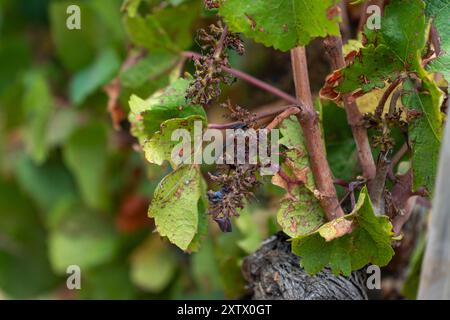 Alles ist bereit für die Ernte im Weinbaugebiet Peneds, die jedes Jahr aufgrund des Klimawandels früher stattfindet. In diesem Jahr hat die Dürre, die Katalonien heimgesucht hat, zusammen mit schweren Hagelstürmen im April, sowohl die Menge als auch die Qualität der Trauben beeinflusst. Todo listo para la vendimia en la Zona vin'cola del Peneds, que cada a-o se adelanta m‡s a causa del cambio clim‡tico. Este a-o la sequ'a que ha vivido Catalu-a, y unas fuertes granizadas que cayeron en abril, han afectado tanto la cantidad de uva como la calidad. Nachrichten Cronaca -Barcelona, Spanien Freitag, 16. August Stockfoto