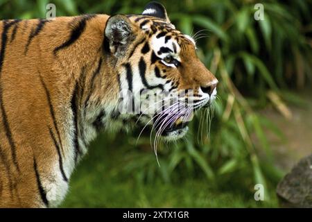 Sibirische Tiger, Amurtiger, die größten und stärksten Großkatzen der Welt, Lebensraum von Ostrussland, Nordkorea und China Stockfoto