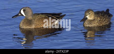 Blaugeflügelte Petrol (Anas discors), zwei blaugeflügelte Petrol schwimmen im Wasser, Viera Wetlands, Titusville, Florida, USA, Nordamerika Stockfoto