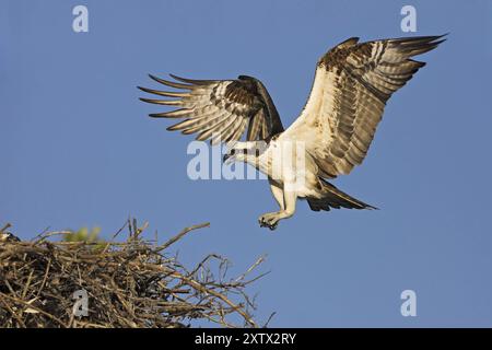 Westlicher Fischadler (Pandion haliaetus), nähert sich dem Nest, Everglades NP, Flamingo, Florida, USA, Nordamerika Stockfoto