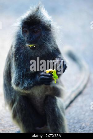 MALAYSIA der silbrige Lutung Trachypithecus cristatus, auch bekannt als der silbrige Blattaffe oder der silbrige Lutung, ist ein Affe der Alten Welt. Es ist ein arboreales Gebiet, das in Küsten-, Mangroven- und Flusswäldern auf der malaysischen Halbinsel, Sumatra, Borneo, Java und anderen nahe gelegenen Inseln lebt. Sie ist die Typart ihrer Artengruppe. Der silbrige Lutung ist ein mittelgroßer Affe mit einem langen, nicht-prähensilen Schwanz. Sie hat graues, dunkelbraunes oder schwarzes Fell, was ihr ein einheitliches silbriges Aussehen verleiht. Im Gegensatz zu einigen verwandten Arten gibt es keine helleren Markierungen im Gesicht oder Körper, außer einem weißlichen Haarfleck o Stockfoto