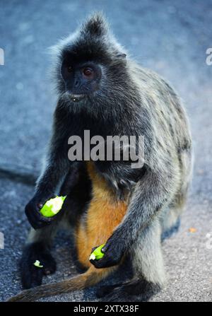 MALAYSIA der silbrige Lutung Trachypithecus cristatus, auch bekannt als der silbrige Blattaffe oder der silbrige Lutung, ist ein Affe der Alten Welt. Es ist ein arboreales Gebiet, das in Küsten-, Mangroven- und Flusswäldern auf der malaysischen Halbinsel, Sumatra, Borneo, Java und anderen nahe gelegenen Inseln lebt. Sie ist die Typart ihrer Artengruppe. Der silbrige Lutung ist ein mittelgroßer Affe mit einem langen, nicht-prähensilen Schwanz. Sie hat graues, dunkelbraunes oder schwarzes Fell, was ihr ein einheitliches silbriges Aussehen verleiht. Im Gegensatz zu einigen verwandten Arten gibt es keine helleren Markierungen im Gesicht oder Körper, außer einem weißlichen Haarfleck o Stockfoto