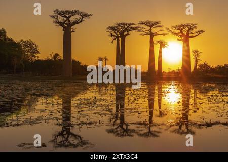 Herrlicher Sonnenuntergang mit Reflexion im Teich an der Avenue of the Baobabs in der Nähe von Morondava Stockfoto