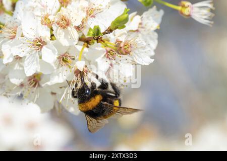 Große Erdhummel (Bombus terrestris), Hummel, Insekt, Insekt, Makro, NSG Wagbachniederung, Waghâ€°usl, Baden-WÂ¸rttemberg, Deutschland, Europa Stockfoto