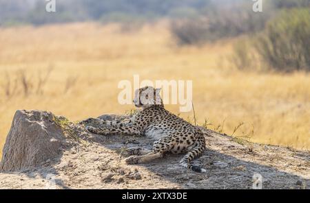 Erholsamer Geparde im Kruger National Park, Südafrika während der Wintersaison Stockfoto