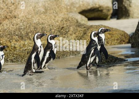 Pinguine am Boulders Beach, Simonstown in Südafrika (Nahaufnahme) Stockfoto