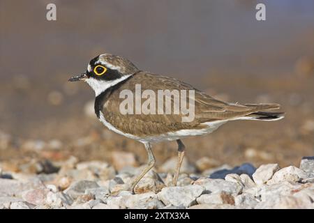 Kleiner Ringelpflaum, kleiner Plover (Charadrius dubius), Petit Gravelot, Chorlitejo Chico, Derbyshire, Insel Lesbos, Greichenland Stockfoto