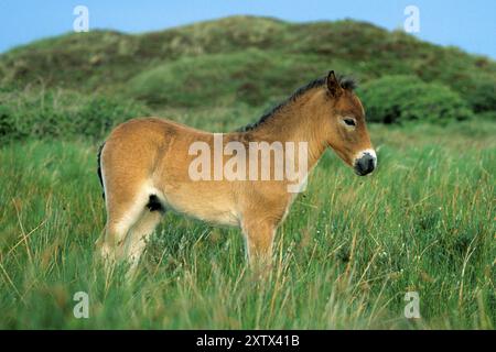 Exmoor pony, (Equus ferus caballus), ein Tier, Texel, Niederlande, Bundesrepublik Deutschland Stockfoto