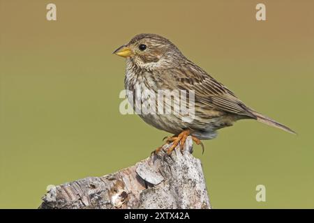 Corn Bunting, Miliaria calandra, Emberiza calandra, Bruant Proyer, Triguero, Kalloni Salinen, Lesbos, Griechenland, Europa Stockfoto