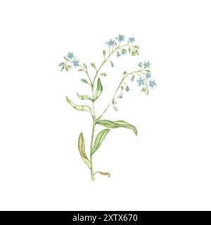 Aquarellblumenillustration einer Vergissmeinnicht-Blume auf weißem Hintergrund. Handgemachte Blumen für Hochzeitstag, Geburtstag, Einladungen Stockfoto